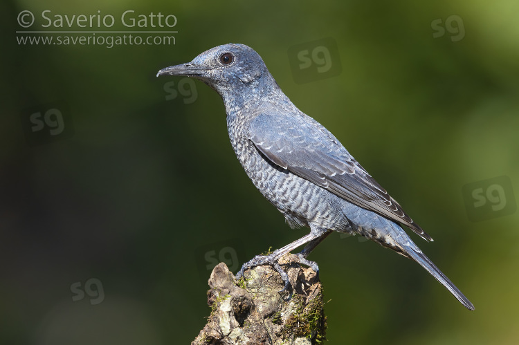 Blue Rock Thrush, immature male perched on an dead piece of wood