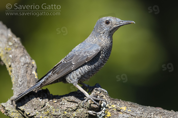 Blue Rock Thrush, immature male perched on a branch