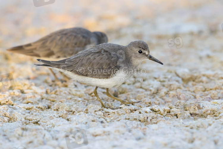 Temminck's Stint, side view of an adult in winter plumage in oman