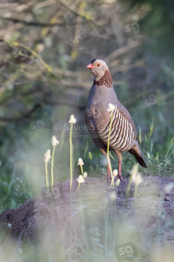 Barbary Partridge, adult standing on the ground