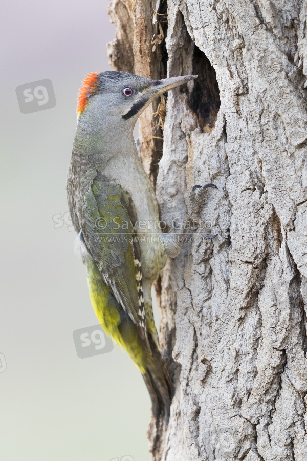 Levaillant's Woodpecker, adult female at the entrance of an old nest