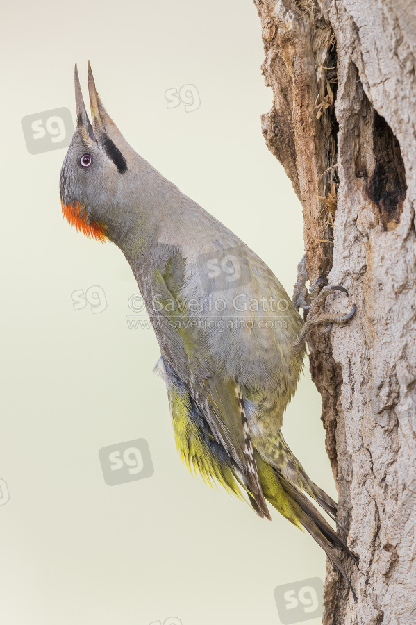 Levaillant's Woodpecker, adult female calling at the entrance of an old nest