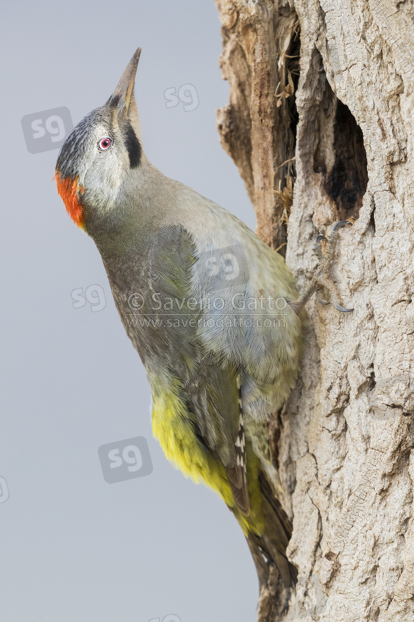 Levaillant's Woodpecker, adult female at the entrance of an old nest