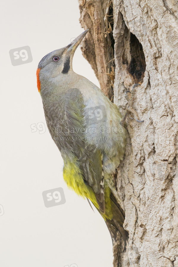 Levaillant's Woodpecker, adult female at the entrance of an old nest