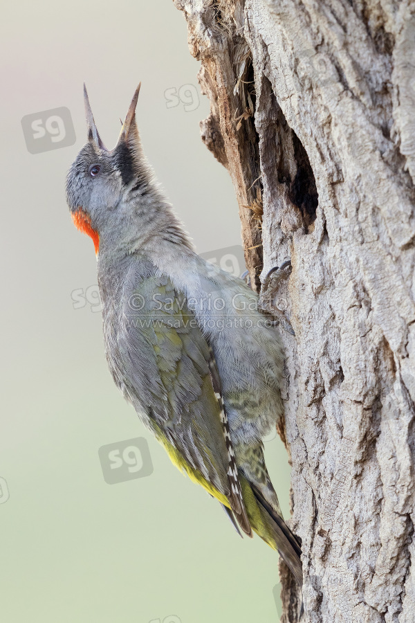 Levaillant's Woodpecker, adult female singing at the antrance of an old nest