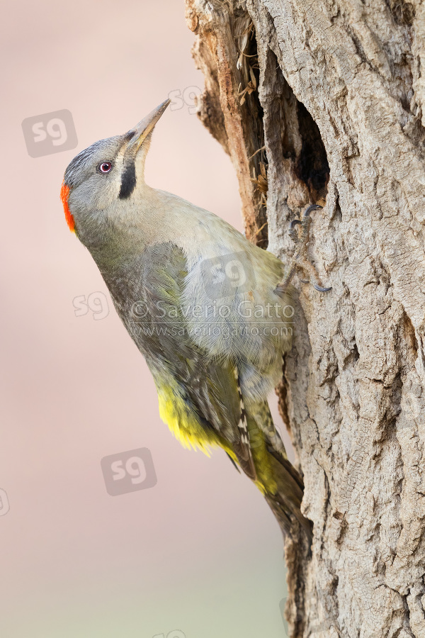 Levaillant's Woodpecker, adult female at the entrance of an old nest