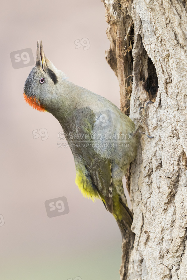 Levaillant's Woodpecker, adult female singing at the entrance of an old nest