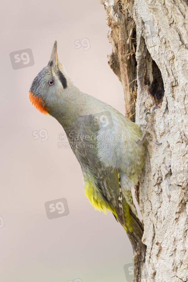 Levaillant's Woodpecker, adult female at the entrance of an old nest