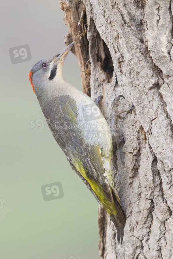 Levaillant's Woodpecker, adult female at the entrance of an old nest