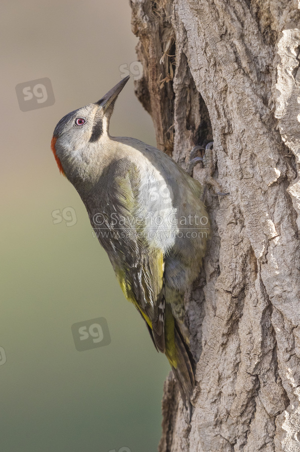 Levaillant's Woodpecker, adult female perched on a tree