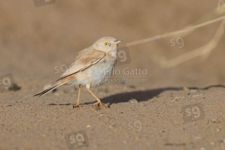 Sterpazzola del deserto, adulto in piedi sul terreno