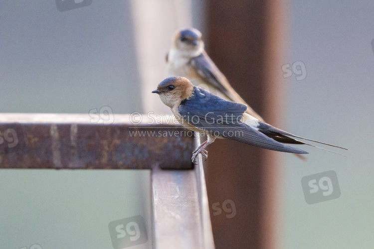 Red-rumped Swallow