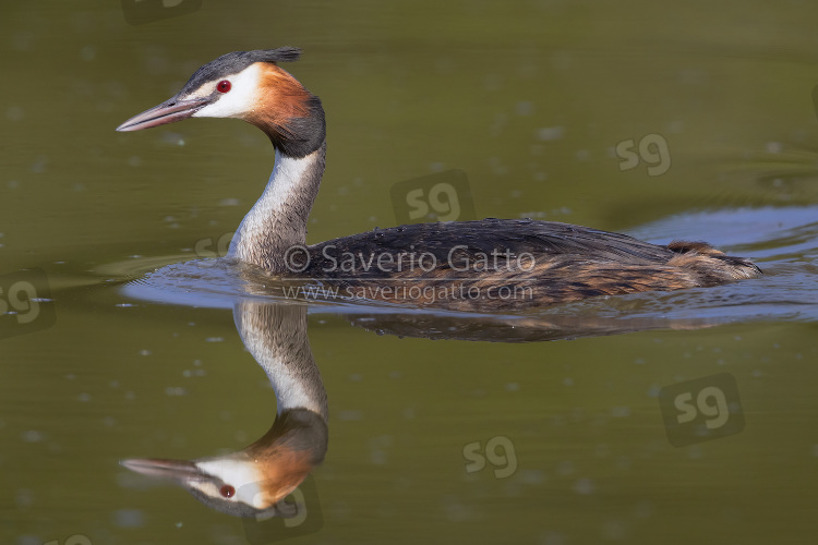 Great Crested Grebe, side view of an adult swimming in the water