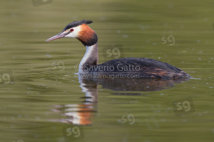 Svasso Maggiore, adulto in acqua