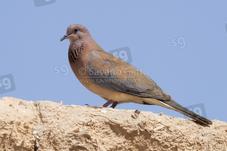 Laughing Dove