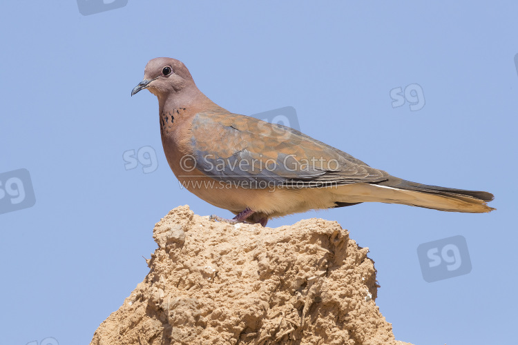 Laughing Dove