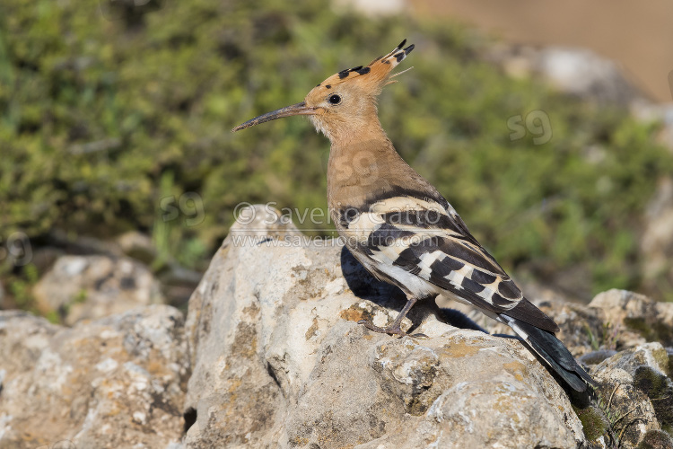 Eurasian Hoopoe, adult standing on a rock