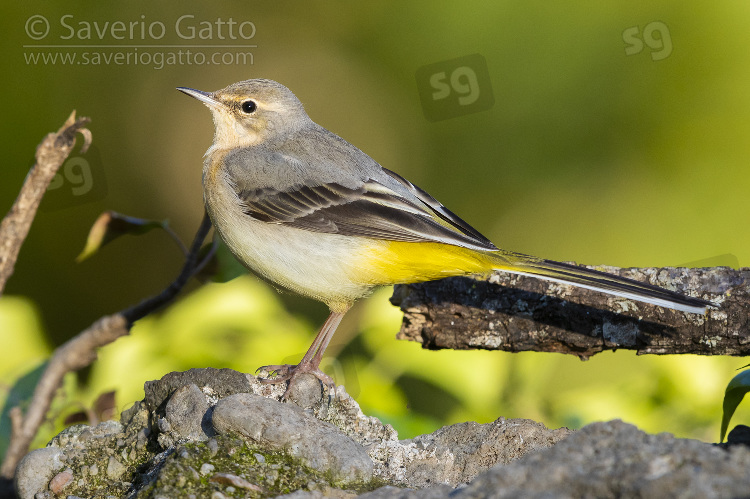 Grey Wagtail