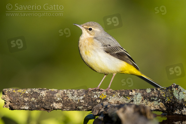 Grey Wagtail