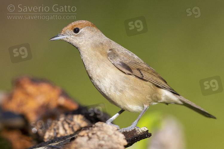 Eurasian Blackcap