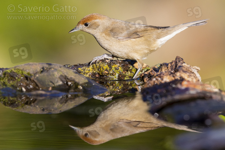 Eurasian Blackcap, adult female on the edge od a pond with reflection in the water