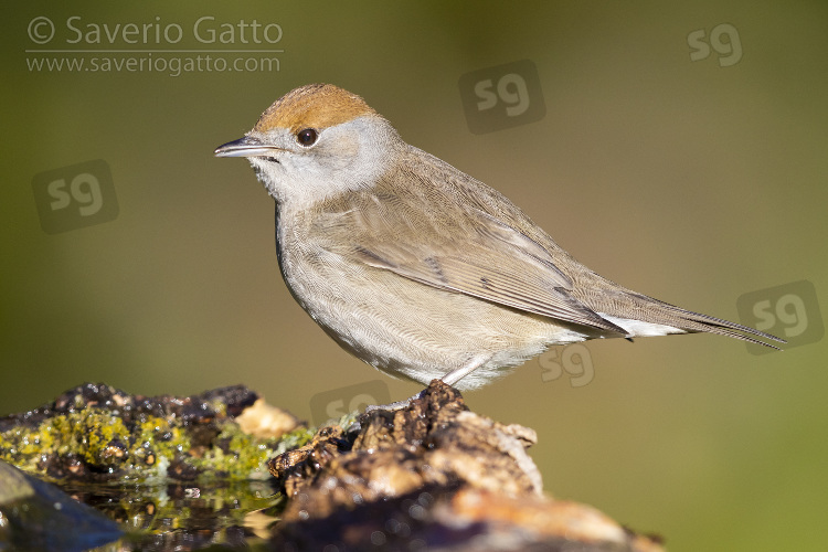 Eurasian Blackcap, adult female standing on a piece of wood