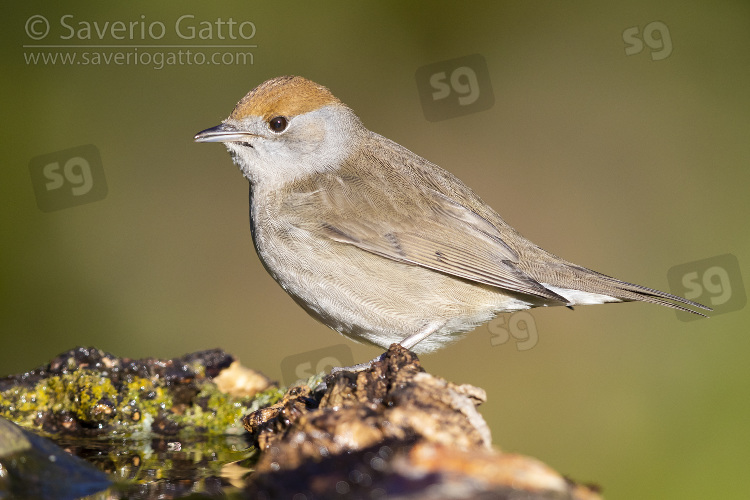 Eurasian Blackcap