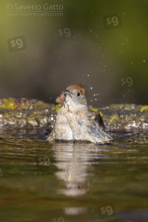 Eurasian Blackcap, adult female taking a bath