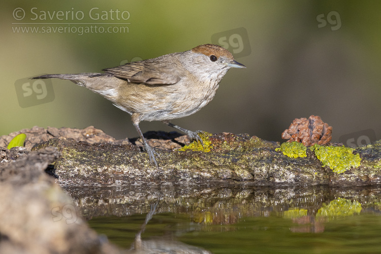 Eurasian Blackcap, adult female on the edge of a pond