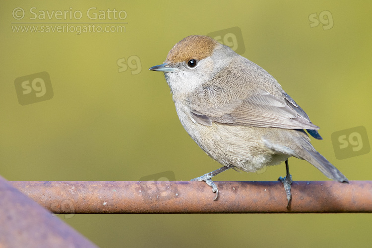 Eurasian Blackcap, adult female perched on a rusty piece of iron