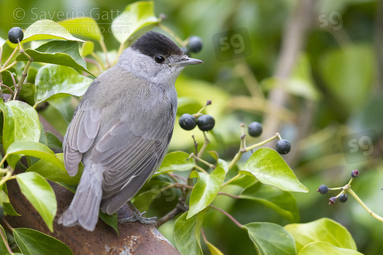 Eurasian Blackcap, adult male perched among berries of european ivy