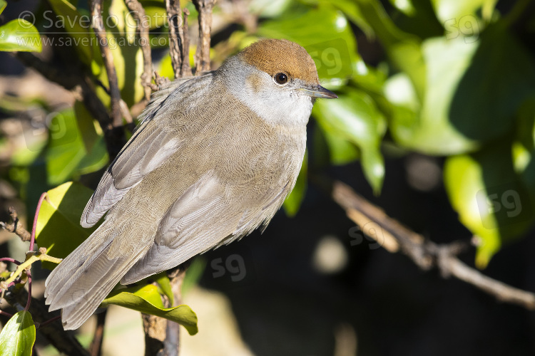 Eurasian Blackcap, adult female perched on a branch
