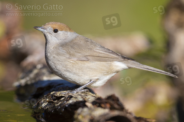 Eurasian Blackcap, side view of an adult female perched on a piece of bark