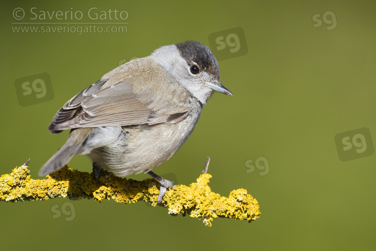 Eurasian Blackcap, first winter male perched on a branch