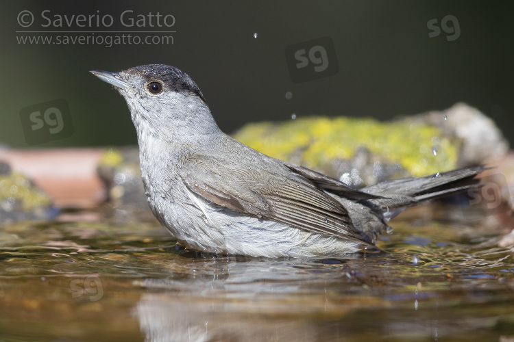 Eurasian Blackcap, adult male taking a bath