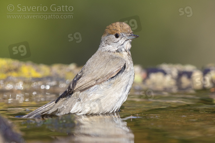 Eurasian Blackcap, adult female standing in a pond