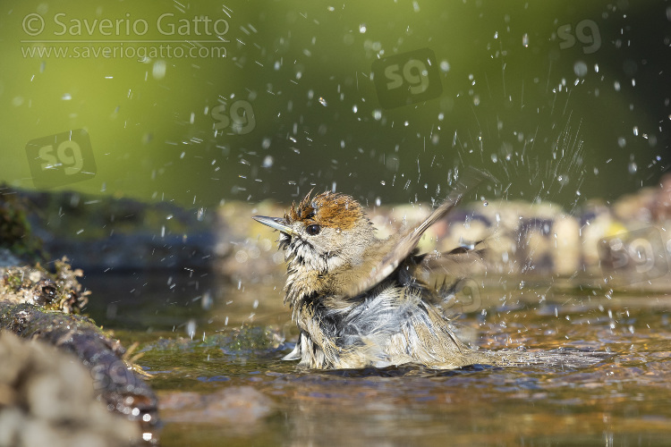 Eurasian Blackcap, adult female taking a bath