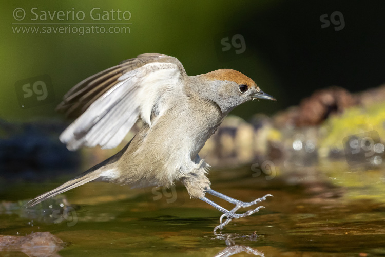 Eurasian Blackcap, landing in a pond