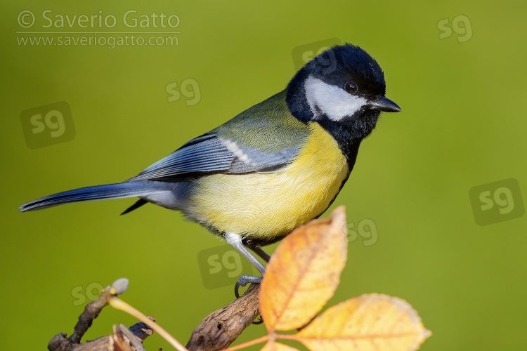 Great Tit, adult perched on a branch