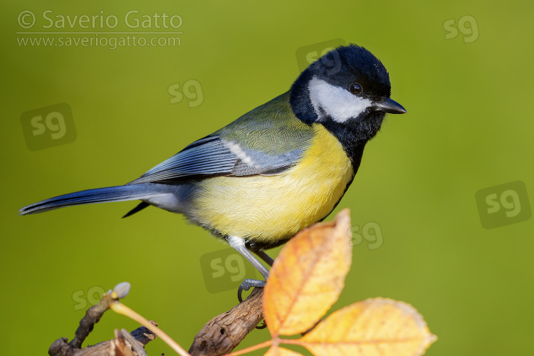 Great Tit