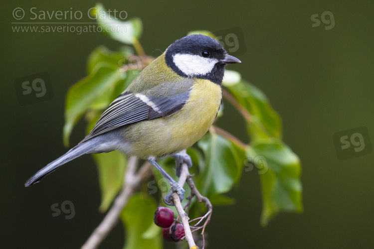 Great Tit, adult perched on a branch
