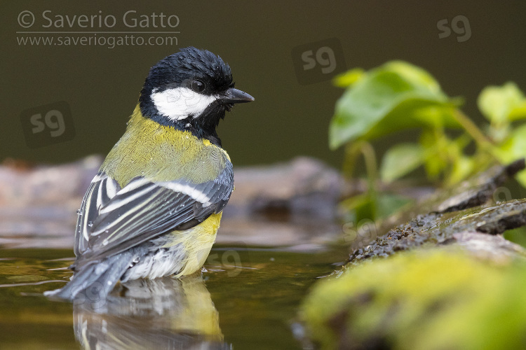 Cinciallegra, adulto al bagno