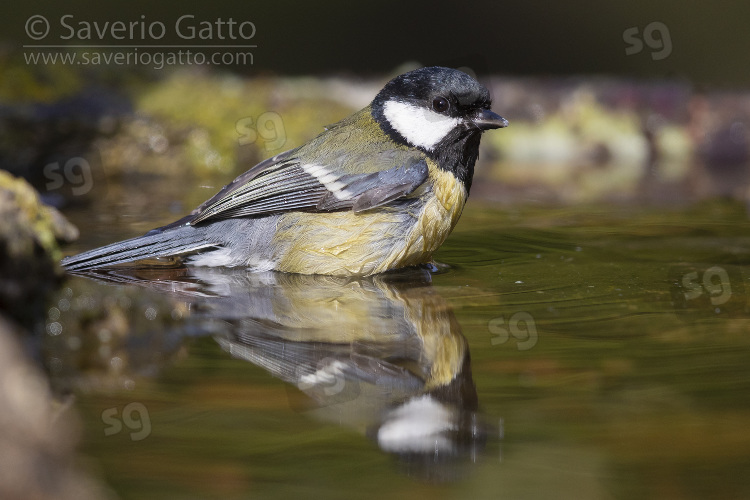 Great Tit, adult taking a bath