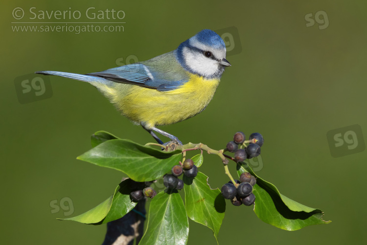 Eurasian Blue Tit, side view of an adult perched on a branch of an european ivy