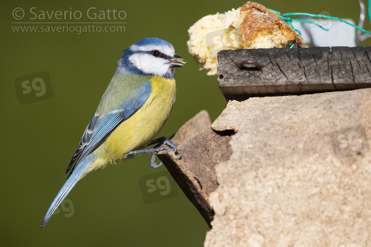 Eurasian Blue Tit, side view of an adult at birdfeeder