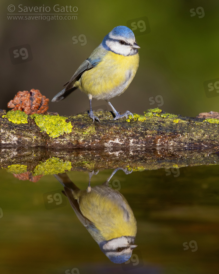 Eurasian Blue Tit, adult reflecting itself in the water of a pool