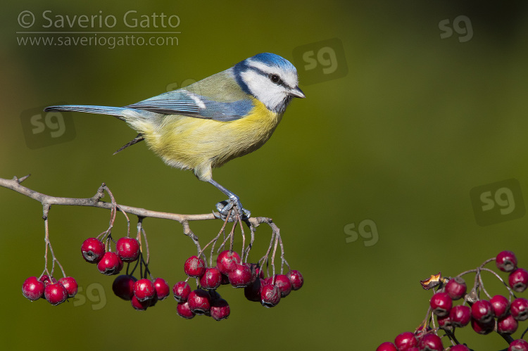 Eurasian Blue Tit, side view of an adult perched on a hawthorn branch