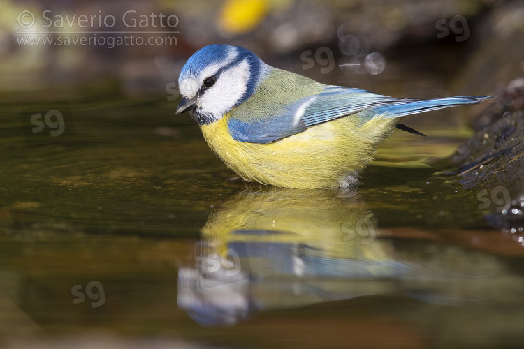 Eurasian Blue Tit, side view of an adult taking a bath