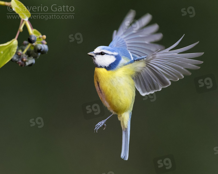 Eurasian Blue Tit, adult in flight