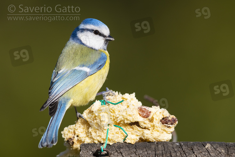 Cinciarella, adulto posato su una mangiatoia